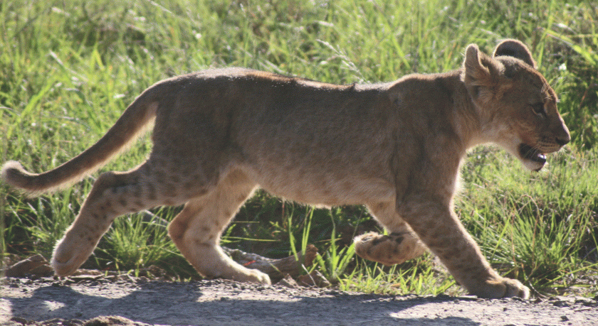 Another cat, for Isobel