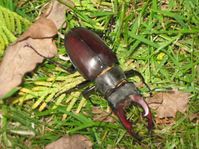 stag beetle