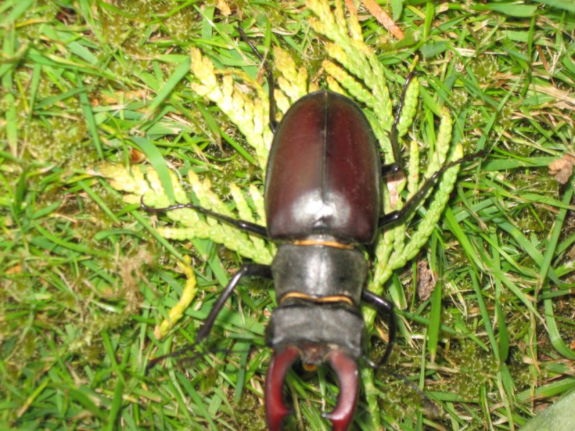 stag beetle