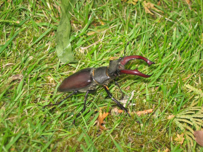 stag beetle