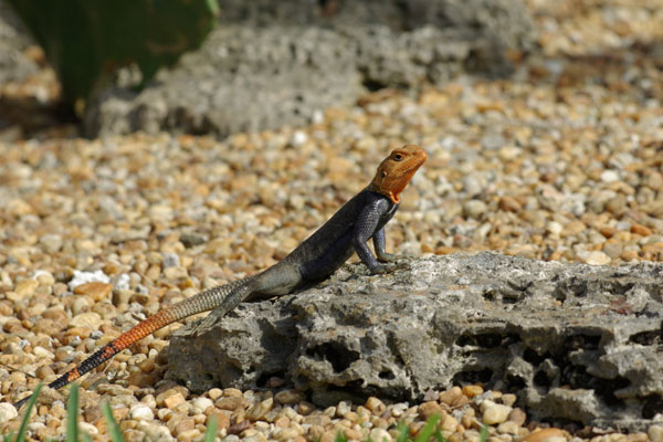 The Red & Blue Lizard