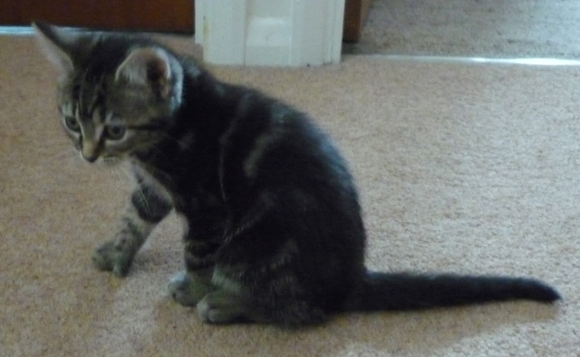 Lily, the mutant dwarf