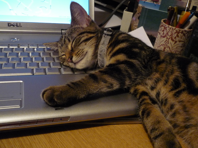 Leo, the lap (top) kitten