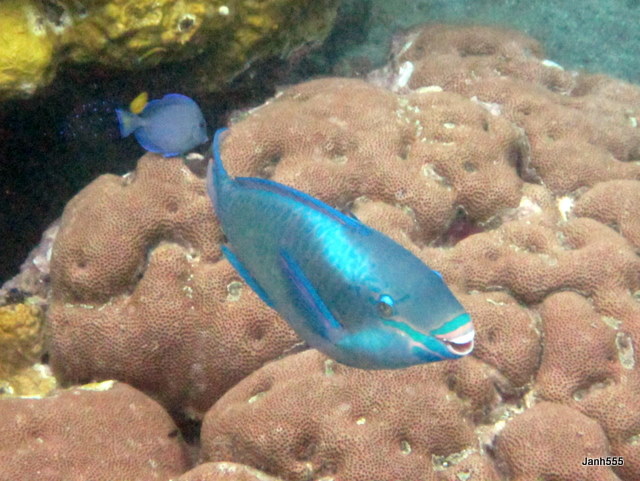Queen Parrotfish - Anse Chasteney