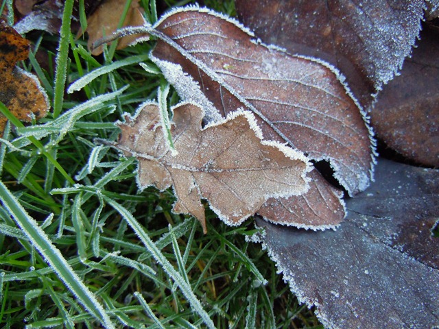 frosted leaves