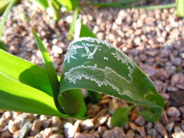 frosted tulip leaves