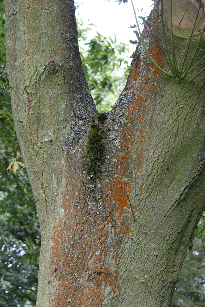 IMG_4065 Beech Court Gardens yoga any one