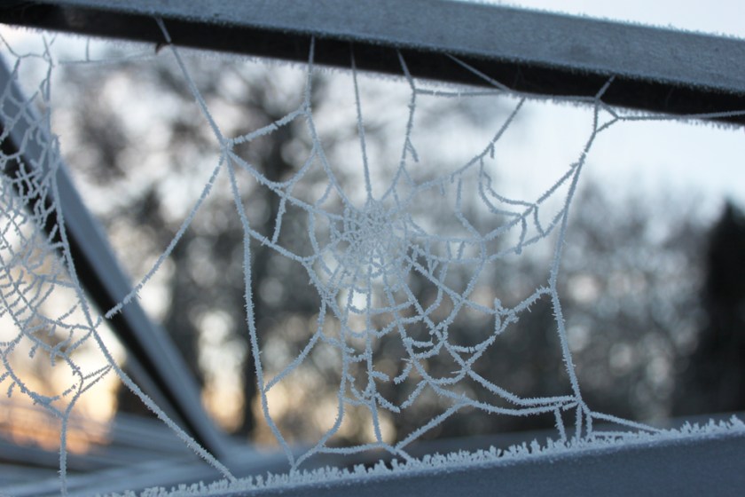IMG_4871-Garden-ice