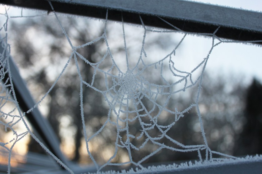 IMG_4872-Garden-ice