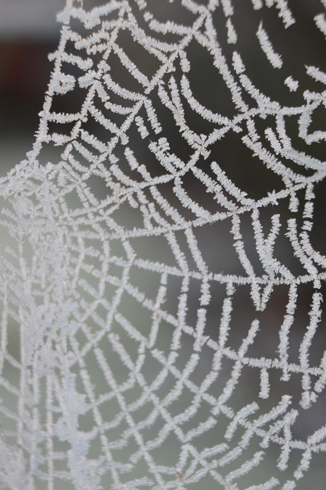 IMG_4886-Garden-ice