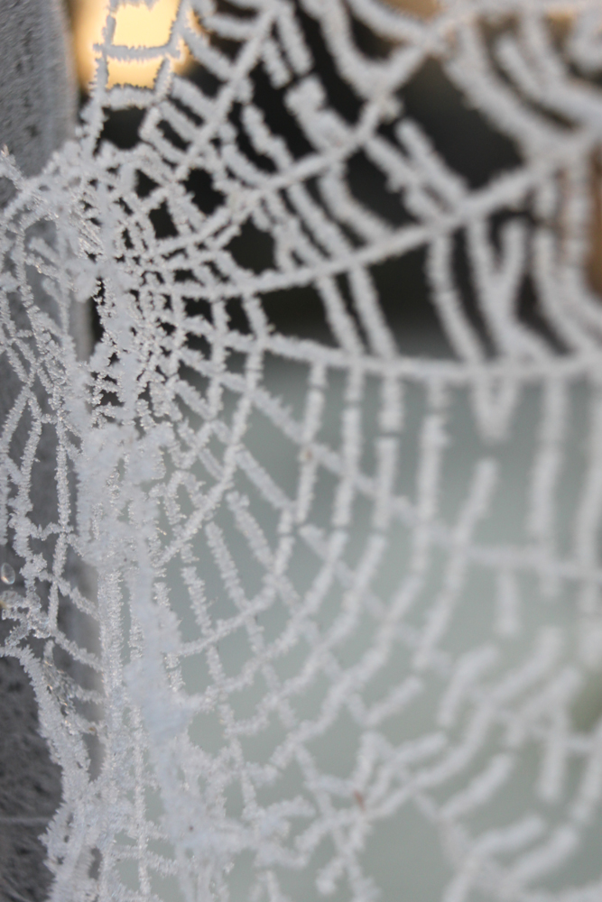 IMG_4887-Garden-ice