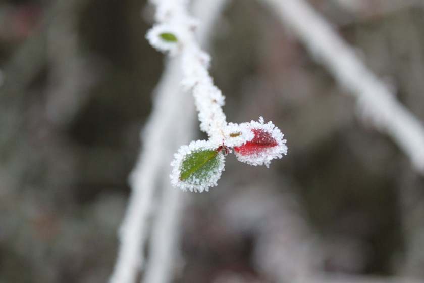 IMG_4888-Garden-ice