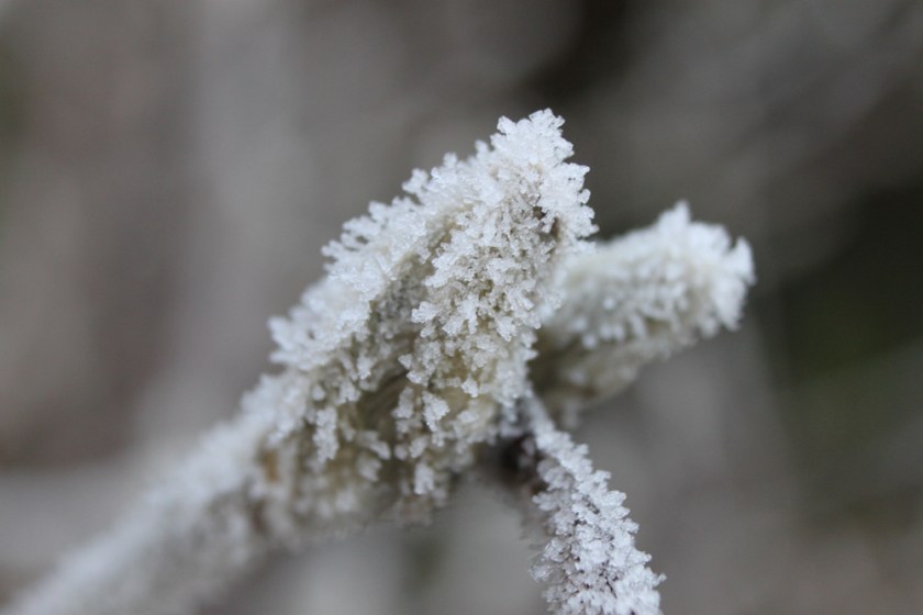 IMG_4890-Garden-ice